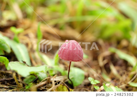 キノコのある風景 24825302