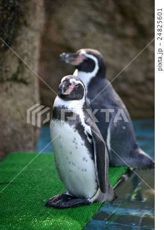 ペンギン 24825601