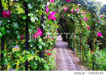 Arches with roses at garden of Generalife. Granada Arches with roses at garden of Generalife. Granada 24826159