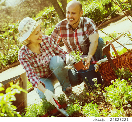 Couple looking after flowers in the garden 24828221