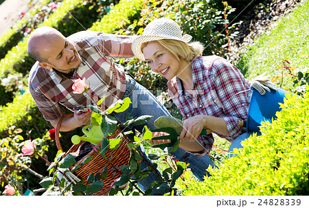 Couple looking after flowers in the garden 24828339