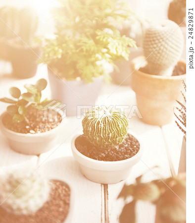 Cactus Various Kind Nature Houseplant Fresh Concept Cactus Various Kind Nature Houseplant Fresh Concept 24829871