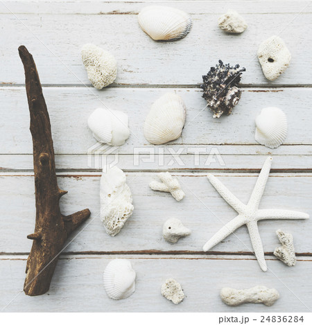 Shells Seashell Starfish Beach Natural Nature Free Concept Shells Seashell Starfish Beach Natural Nature Free Concept 24836284
