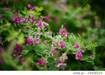 萩の花 萩の花 24836524