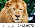ライオン　顔 24839572