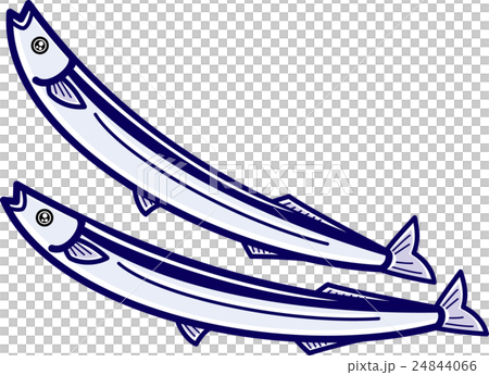 さんまイラスト　ニ尾 24844066