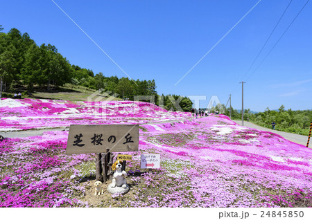 三島さんの芝ざくら(ニセコ) 三島さんの芝ざくら(ニセコ) 24845850