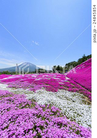 三島さんの芝ざくら(ニセコ) 三島さんの芝ざくら(ニセコ) 24845854
