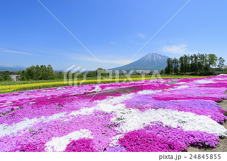 三島さんの芝ざくら（ニセコ） 24845855