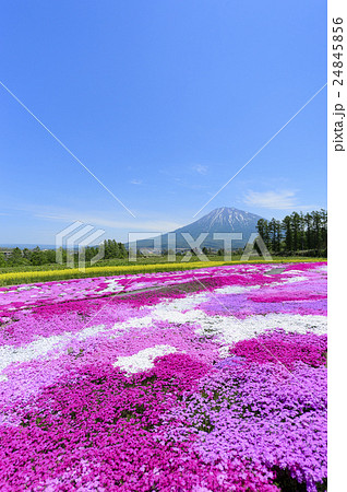 三島さんの芝ざくら(ニセコ) 三島さんの芝ざくら(ニセコ) 24845856