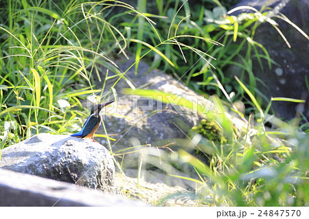カワセミ 24847570
