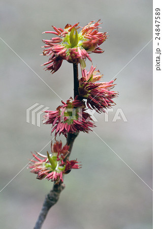 フサザクラの開花　高尾山 24847589