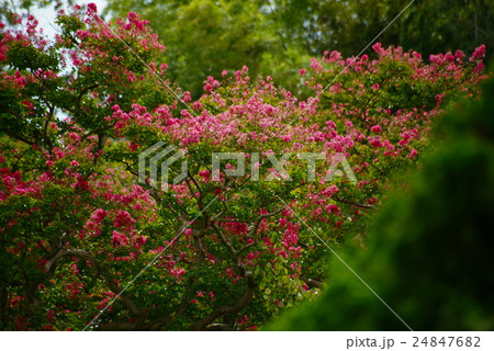サルスベリ(百日紅)の花 サルスベリ(百日紅)の花 24847682
