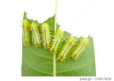 Caterpillars on leaves 24847818