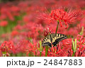 彼岸花 24847883