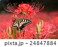 彼岸花 24847884