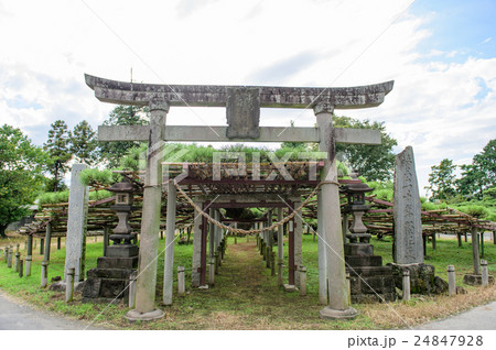 菅原神社　連取のマツ　群馬県 24847928