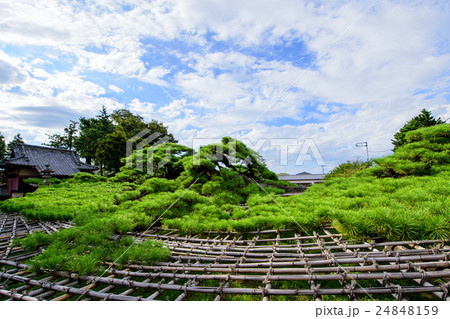 菅原神社　連取のマツ　群馬県 24848159