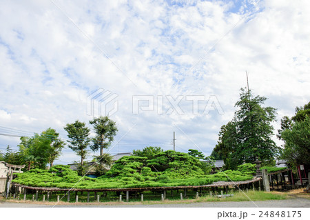 菅原神社 連取のマツ 群馬県 菅原神社 連取のマツ 群馬県 24848175