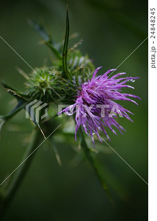 野アザミ 24848245