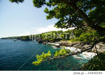 東伊豆　城ヶ崎海岸 24848384