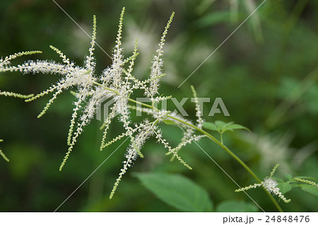 ヤマブキショウマ ヤマブキショウマ 24848476