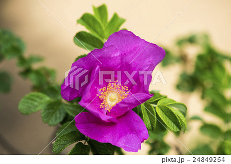 神代植物公園 24849264