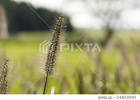 チカラシバ 24850095