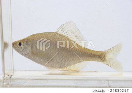 タイリクバラタナゴ(成魚メス) タイリクバラタナゴ(成魚メス) 24850217