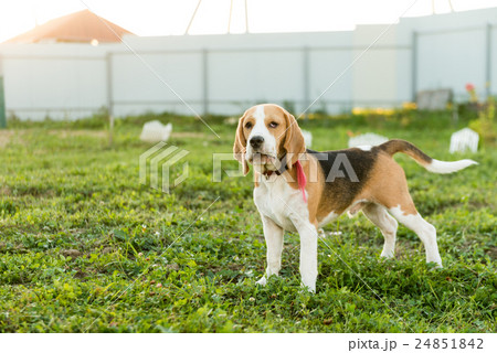 Cute beagle portrait 24851842