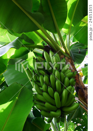 バナナの木 バナナの木 24851855