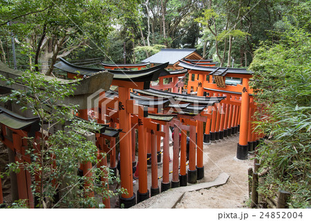 京都　伏見稲荷大社の千本鳥居 24852004