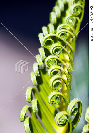 Curly Leaves of Cycas Revoluta 24852036