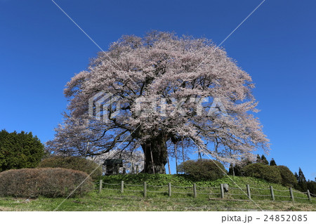 醍醐桜 24852085