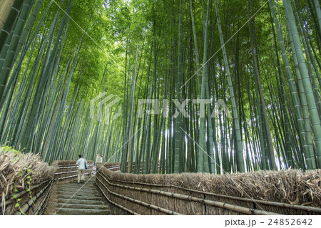 京都　初秋の化野念仏寺　竹林の階段を登っていく人 24852642