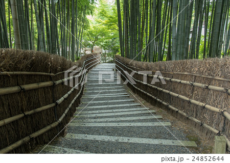 京都 初秋の化野念仏寺 竹林の階段 京都 初秋の化野念仏寺 竹林の階段 24852644