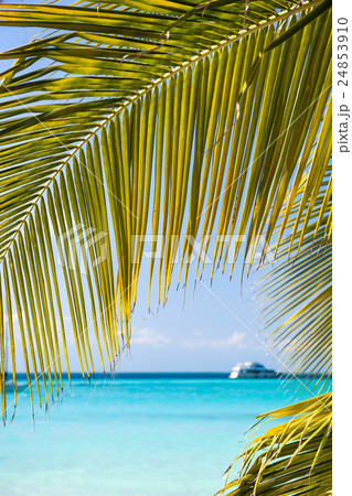 Tropical white sand beach with coconut palm trees. 24853910