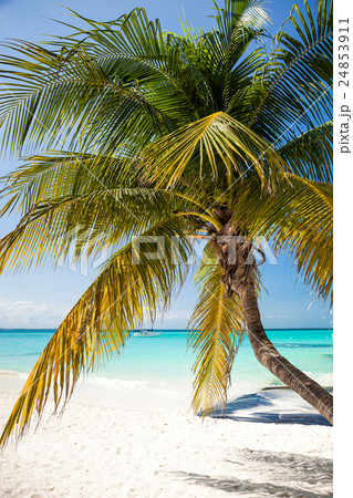 Tropical white sand beach with coconut palm trees. 24853911