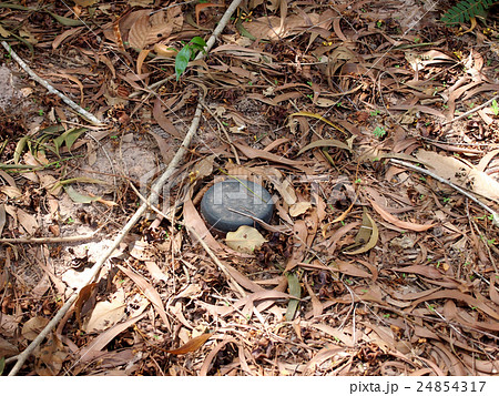 Landmine Landmine 24854317