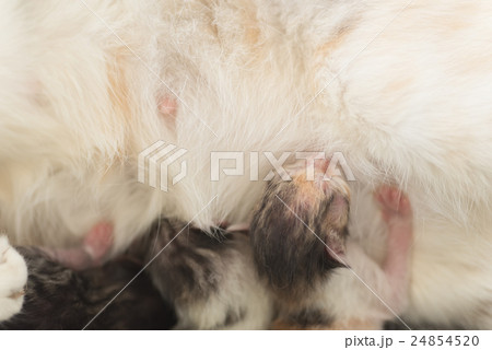 cat breastfeeding baby 24854520