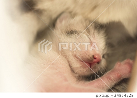 newborn cat sleep newborn cat sleep 24854528