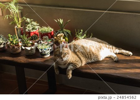 lazy unhappy cat 24854562