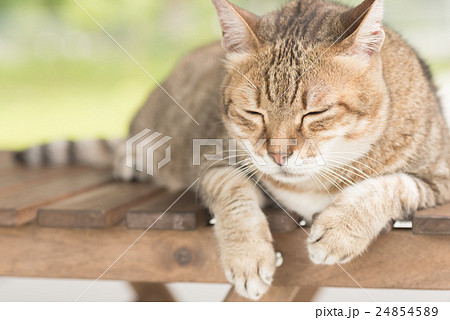 Domestic cat face 24854589