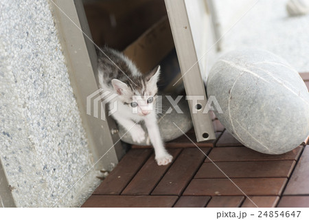 baby cat walk baby cat walk 24854647