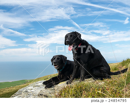 青空の下 幸せそうな黒ラブラドールレトリバー犬二頭の写真素材