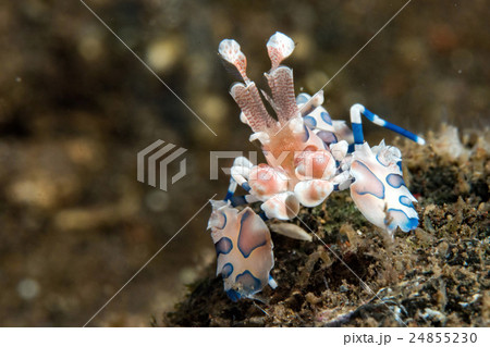 Harlequin shrimp hymenocera elegans picta close up Harlequin shrimp hymenocera elegans picta close up 24855230