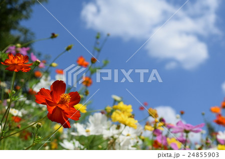 キバナコスモス キバナコスモス 24855903