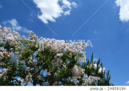 サルスベリと夏の雲 24856194