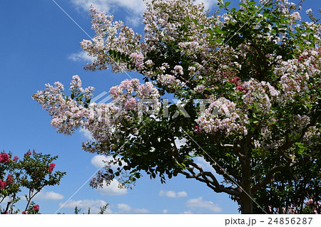 サルスベリと夏の雲 サルスベリと夏の雲 24856287