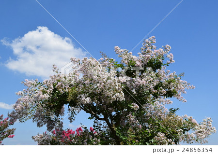 サルスベリと夏の雲 サルスベリと夏の雲 24856354